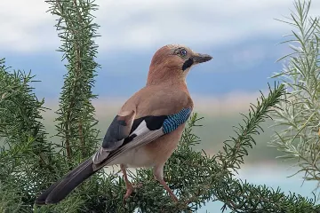 Two-Bedroom Apartment in Klimno, Island of Krk