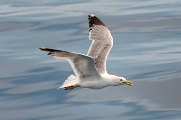 Two-Bedroom Apartment in Klimno, Island of Krk