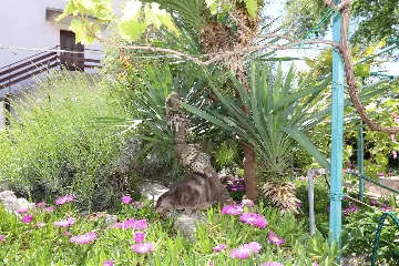 Apartment in Šilo for Up to 3 Guests