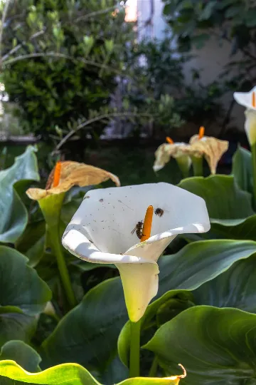 Split 3-Bedroom Apartment with Private Garden