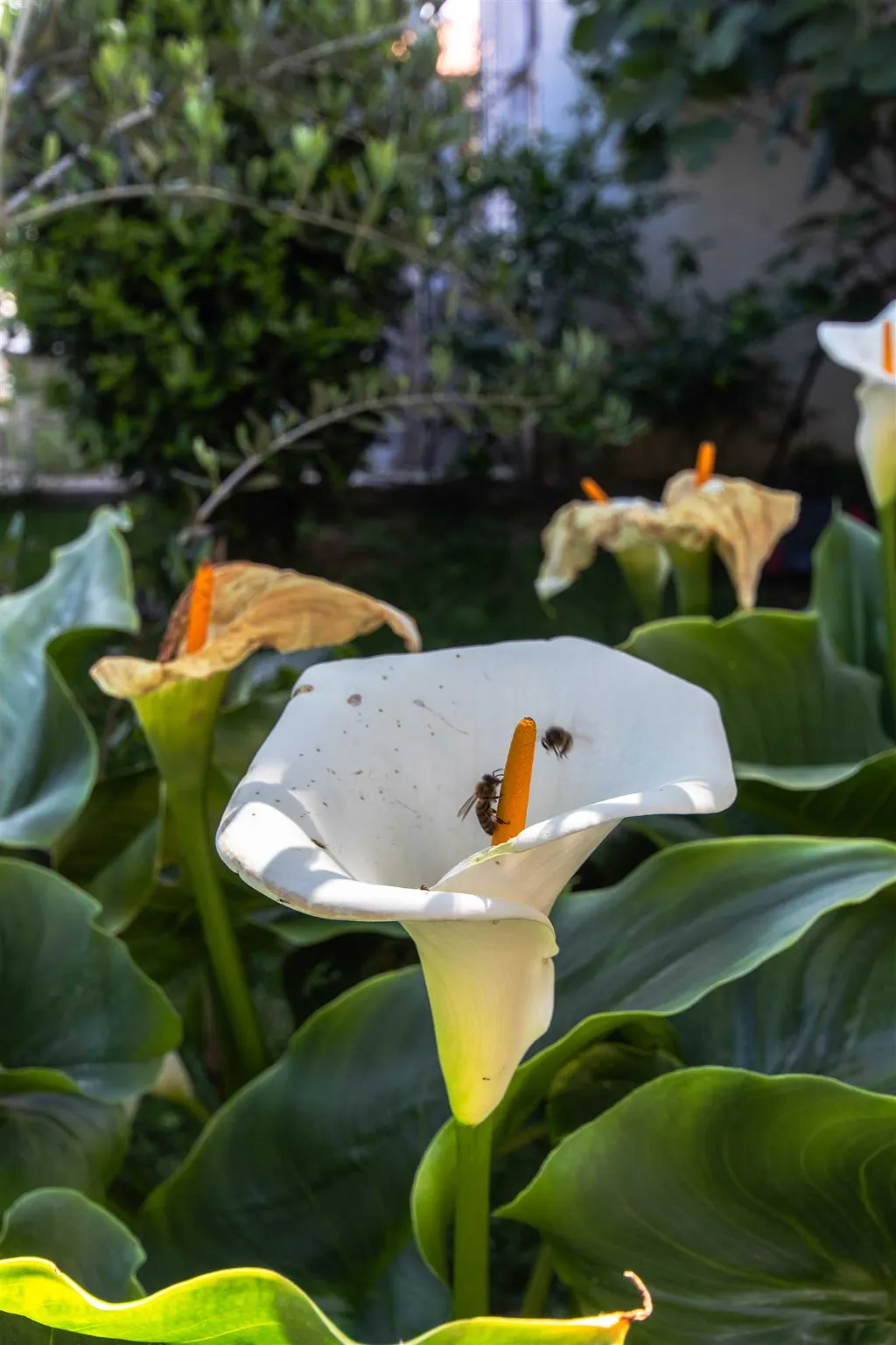 Split 3-Bedroom Apartment with Private Garden