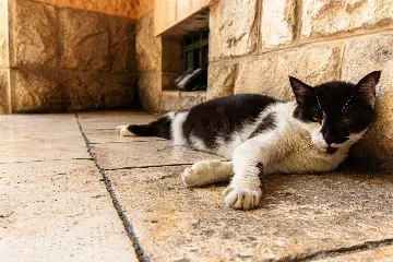 1-Bedroom Apartment in Split for Up to 3 Guests