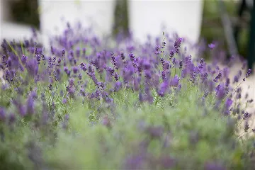 Vodice Apartment Near Pebble Beach (4–6 Guests)