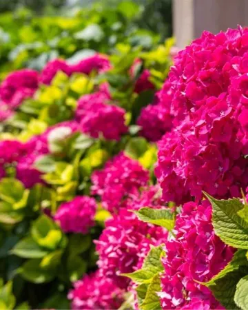 1-Bedroom Apartment in Veli Lošinj for 3 Guests