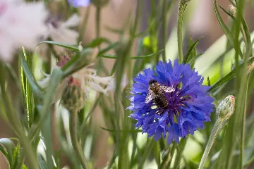 1-Bedroom Apartment for 2 in Veli Lošinj