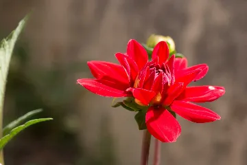 Veli Lošinj 1-Bedroom Apartment for Two