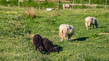 Baška Studio Apartment with Terrace and BBQ