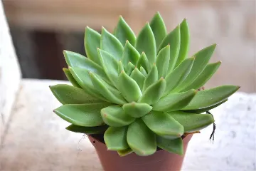 Dubrovnik Studio Apartment for 2 Guests