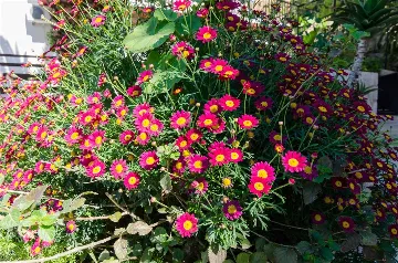 Double Room with Sea-View Balcony in Mljet