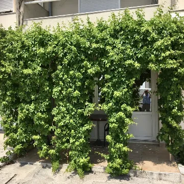 Dubrovnik Studio Apartment with Terrace for 2