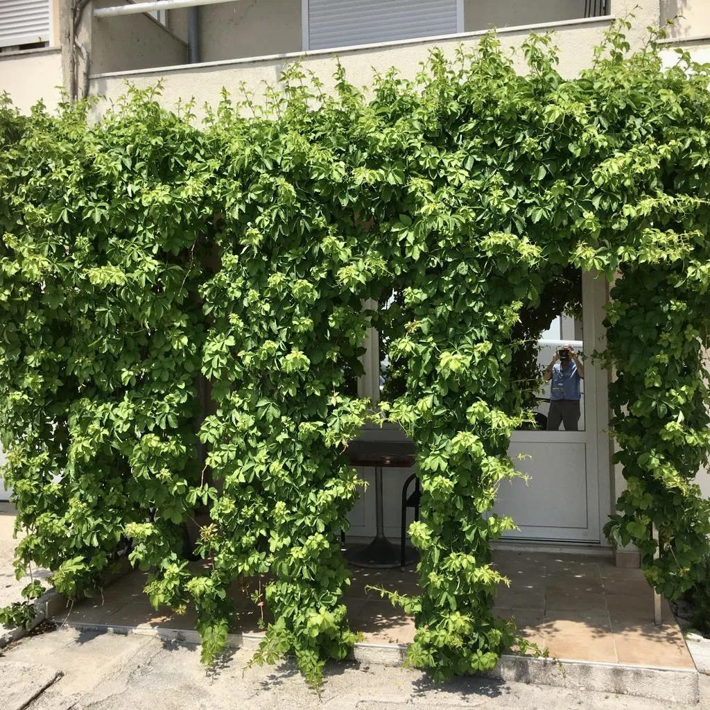 Dubrovnik Studio Apartment with Terrace for 2