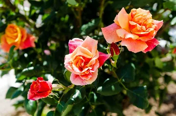 Dubrovnik Studio Apartment for 2 Guests