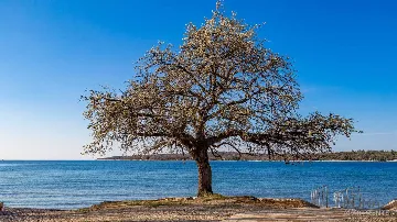 Červar Porat Studio Apartment for Up to 4 Guests