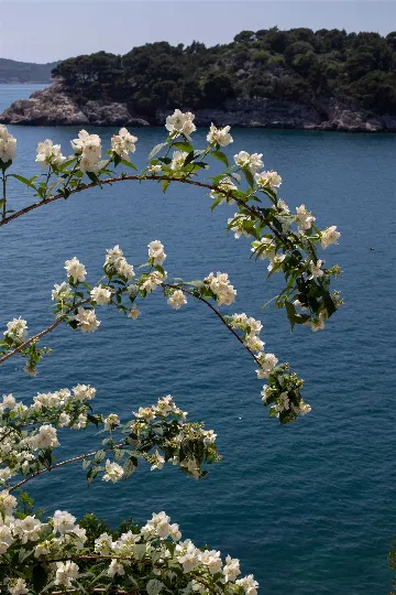 Seaside Villa with 7 Bedrooms in Zaton (12 Guests)