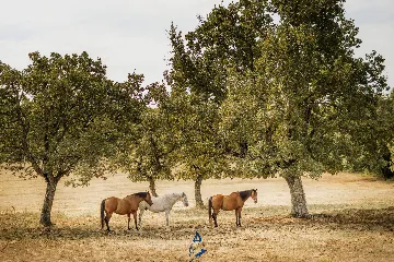 2-Bedroom Villa in Umag with Saltwater Pool