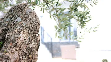 Katuni 4-Bedroom Villa with Swimming Pool