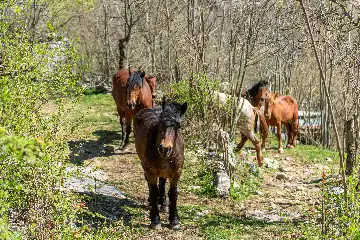 Villa in Novi Vinodolski for up to 6 guests