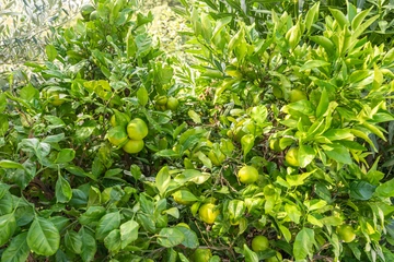 Bribir Villa with Outdoor Pool for Up to 12