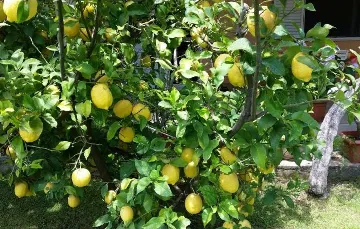 Apartment with Garden Terrace for 2 in Kaštel Štafilic