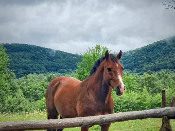 Balcony Room for 2 near Plitvice Lakes, Drežnik Grad