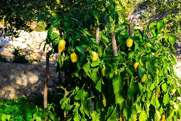 Baška Voda Holiday House with Jacuzzi for 2