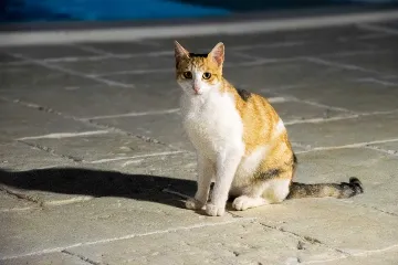 5-Bedroom Villa in Posedarje for up to 12 Guests