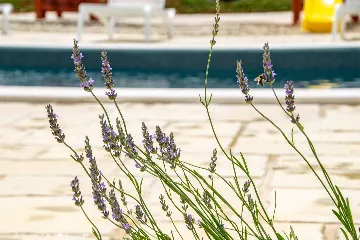 5-Bedroom Villa in Posedarje for up to 12 Guests