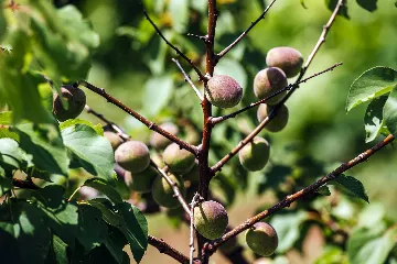 5-Bedroom Villa for Up to 10 Guests in Zadar