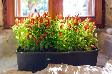 Beachfront Villa in Orebić with Saltwater Pool