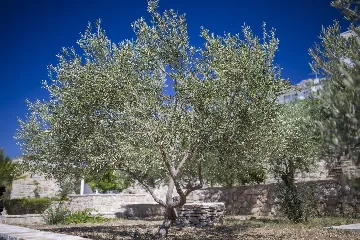 1-Bedroom Apartment for Up to 3 in Jelsa