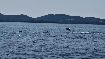 Ground-Floor Apartment in Bibinje with Shared Terrace