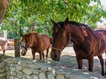 Manjadvorci 6-Bedroom Villa for Up to 17 Guests