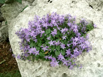 Studio Apartment in Starigrad for 2 Guests