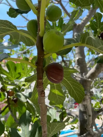 2-Bedroom Apartment in Vir, Croatia