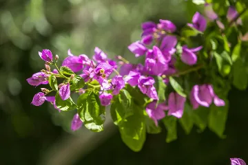 Rovinj 4-Bedroom House with Jacuzzi for 8