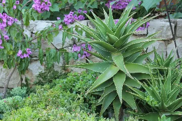 Apartment with Balcony in Hvar for 6 Guests
