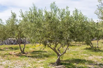 House for 5 Guests with Infinity Pool in Vrh