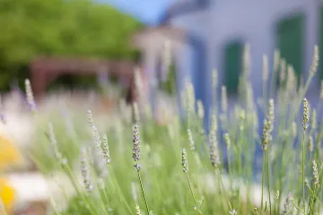 Villa with Pool and Fenced Courtyard in Kras