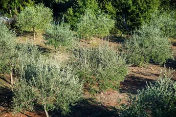 Stone Villa in Risika for Up to 7 Guests