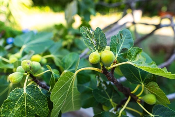 Apartment in Selce for 4 guests