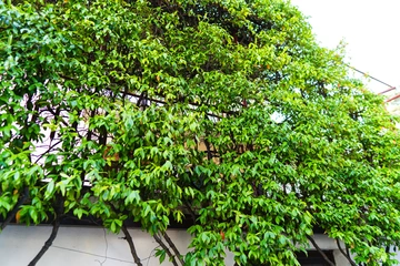 Ground-Floor Apartment in Selce