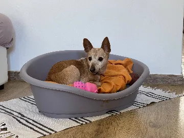 Two-Bedroom Apartment in Pula for 4 Guests