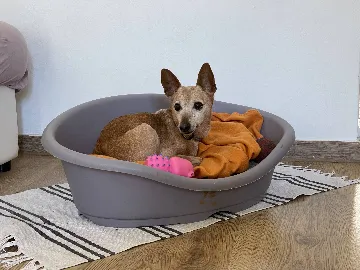 Two-Bedroom Apartment in Pula for 4 Guests