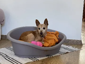 Two-Bedroom Apartment in Pula for 4 Guests