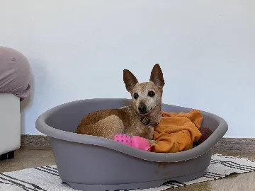 Two-Bedroom Apartment in Pula for 4 Guests