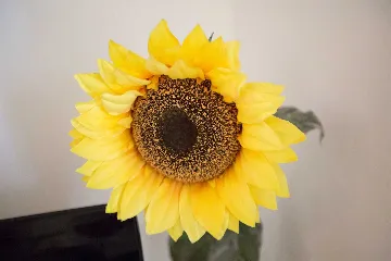 Rovinj Studio with Terrace and Parking (Up to 3)