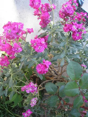 Pula 2-Bedroom Apartment for 4 Guests with Parking