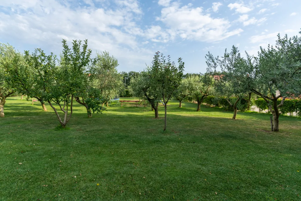 Spacious Family Villa with Pool in Novigrad