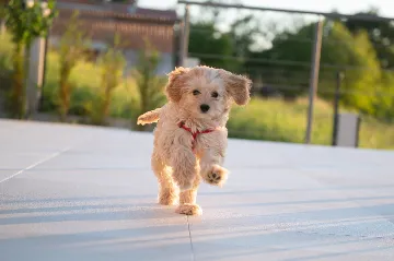 Spacious Family Villa with Pool in Labin