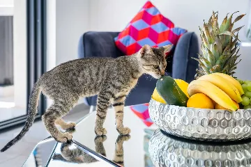 Modern Seaside Villa with Infinity Pool in Dugi Rat